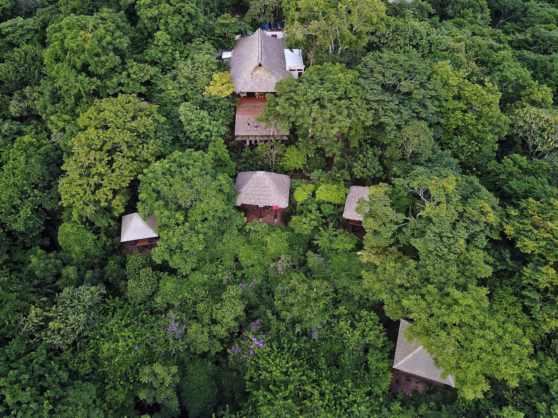 A Jungle Experience