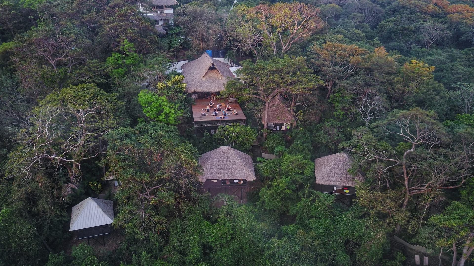 A Jungle Experience 4